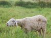 Jual Kambing Aqiqah Pekanbaru 081364087823 – Jaya Ternak